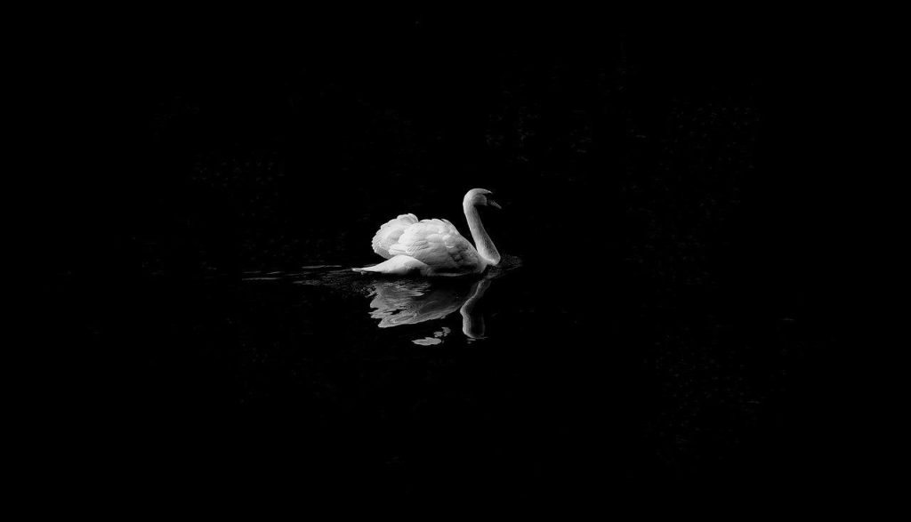 swan, bird, animal-1868697.jpg